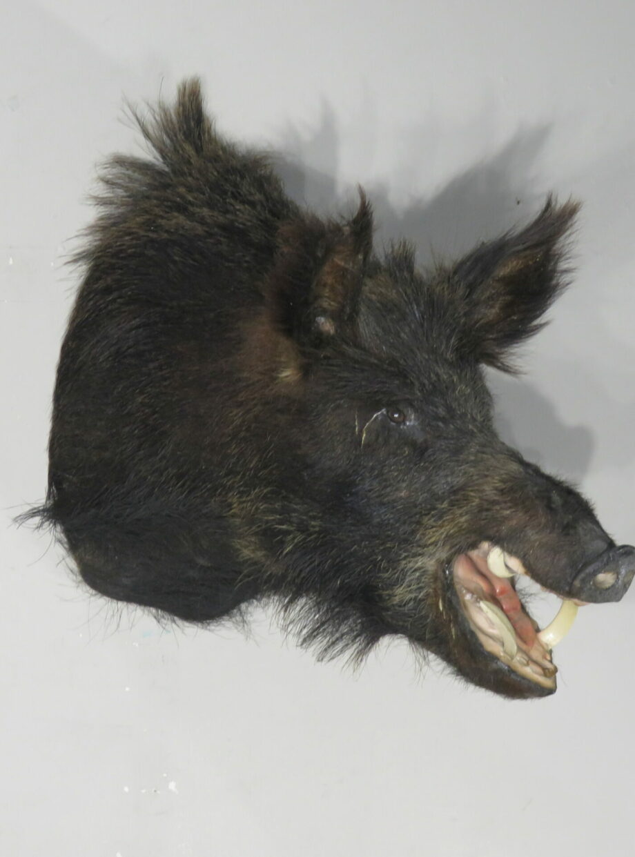 Russian Boar taxidermy mount for sale. H-113RB – Mounts For Sale