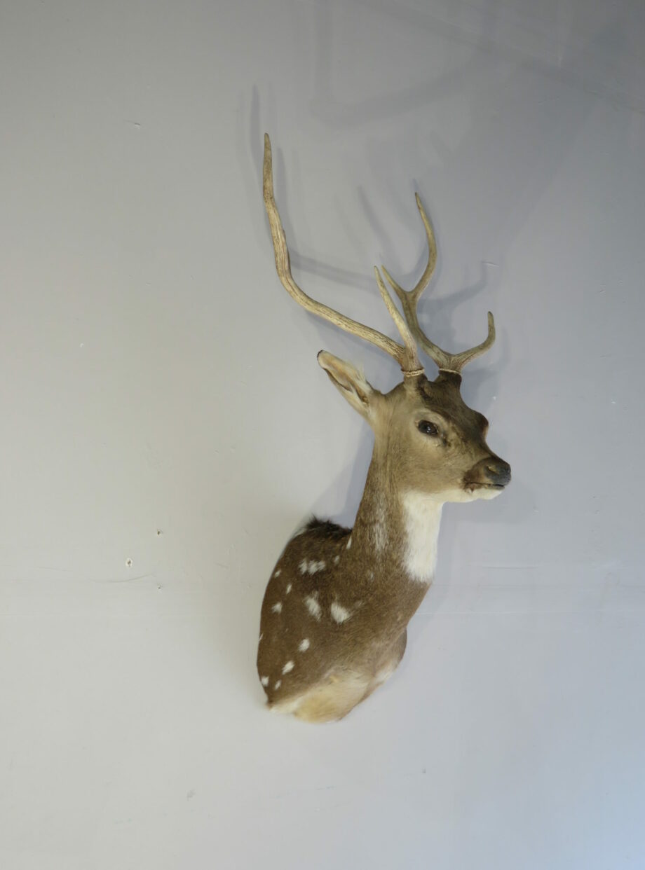 Axis Deer taxidermy mount for sale. X-156AX – Mounts For Sale