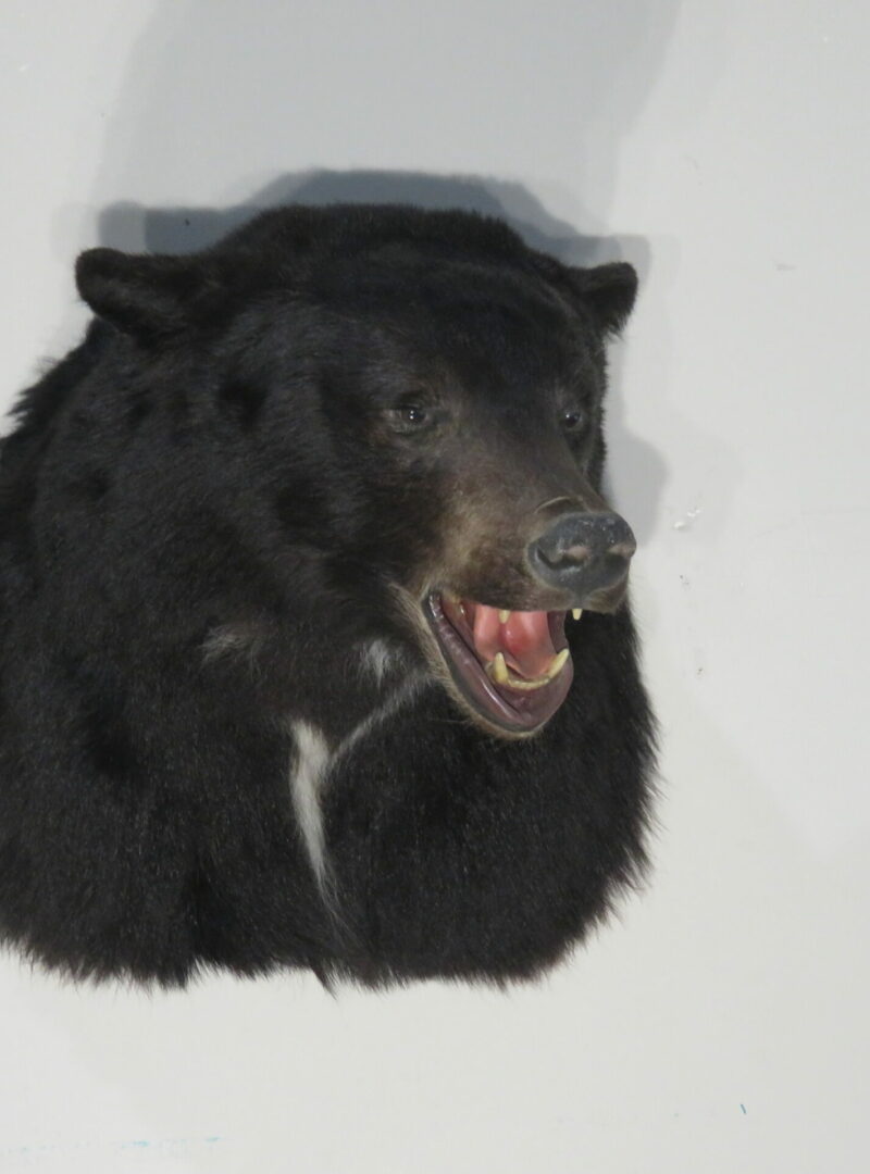 Black Bear taxidermy mount for sale. B-123S – Mounts For Sale