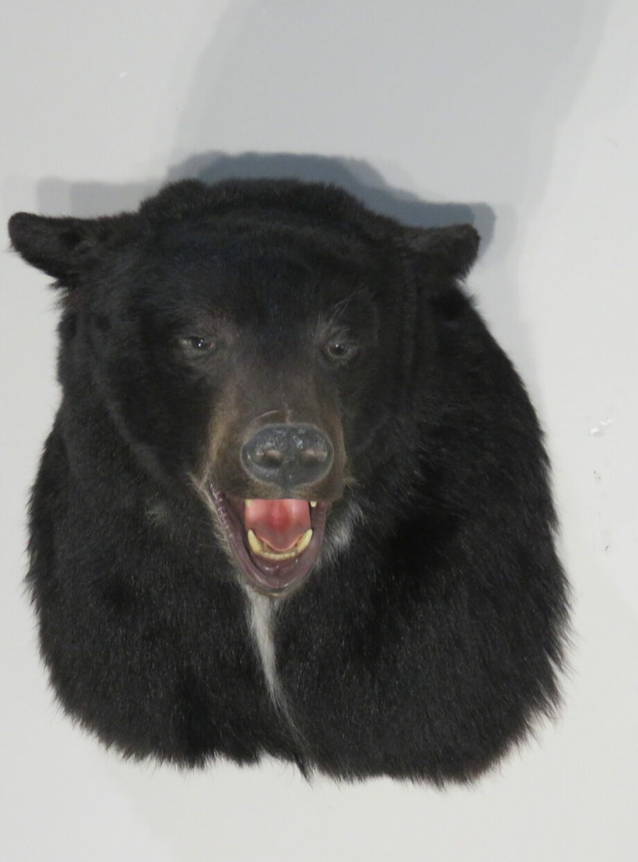 Black Bear taxidermy mount for sale. B-123S – Mounts For Sale