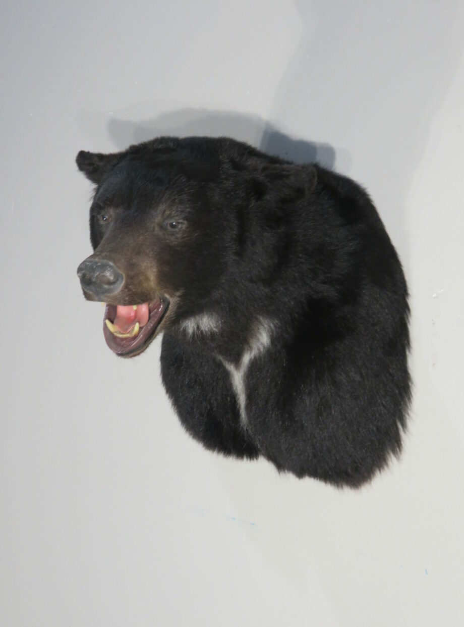 Black Bear Taxidermy Mount For Sale. B-123s – Mounts For Sale