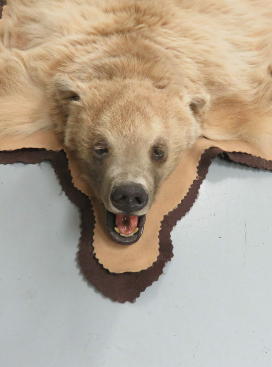 Bear Skin Taxidermy Rug for sale. B124R Mounts For Sale