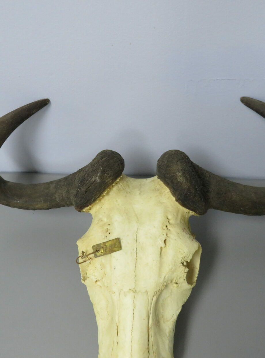 Blue Wildebeest European Skull Taxidermy for sale. X-148WI – Mounts For ...