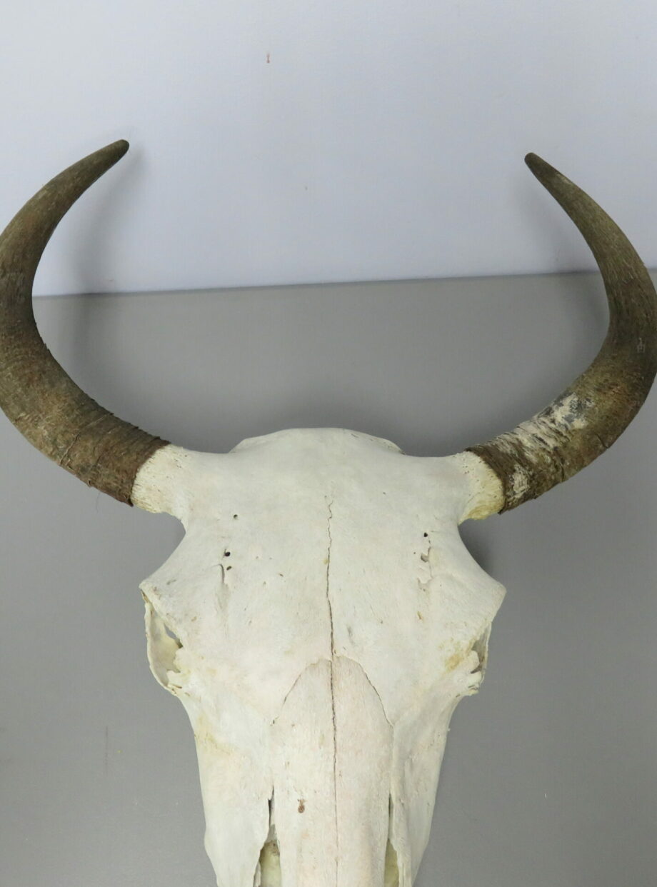 Bison Taxidermy Skull for sale. O-120BI – Mounts For Sale