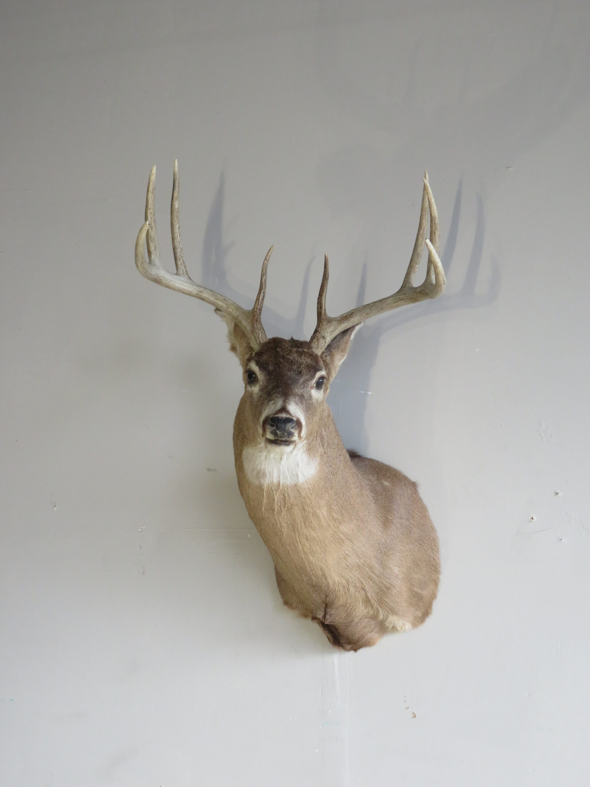 Whitetail Buck taxidermy for sale. W-154S – Mounts For Sale