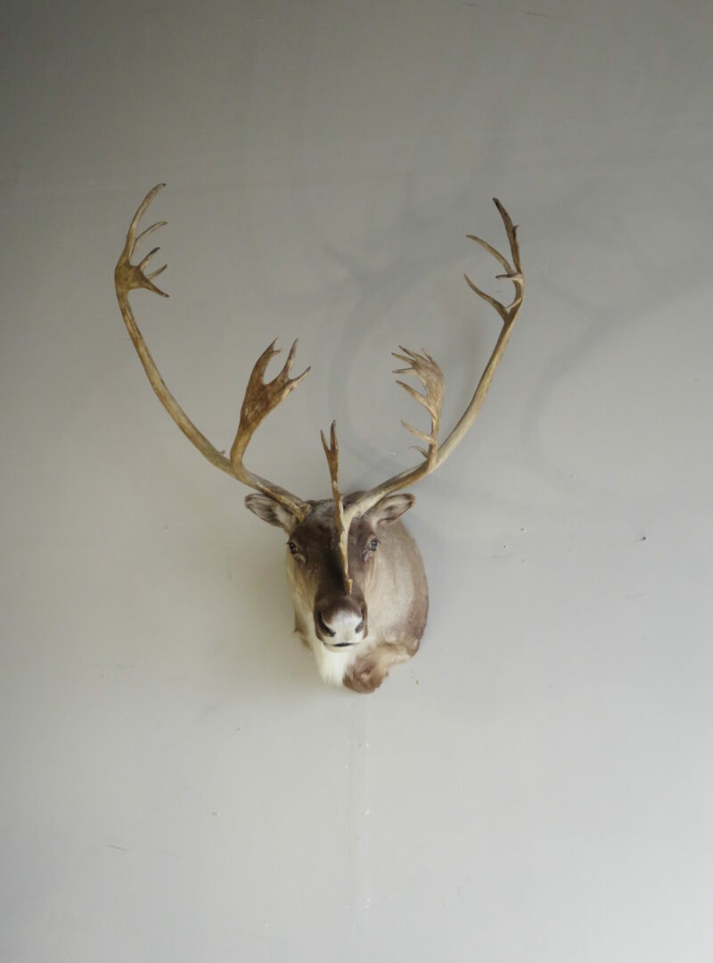 Caribou Shoulder Mount taxidermy for sale. O-116C – Mounts For Sale